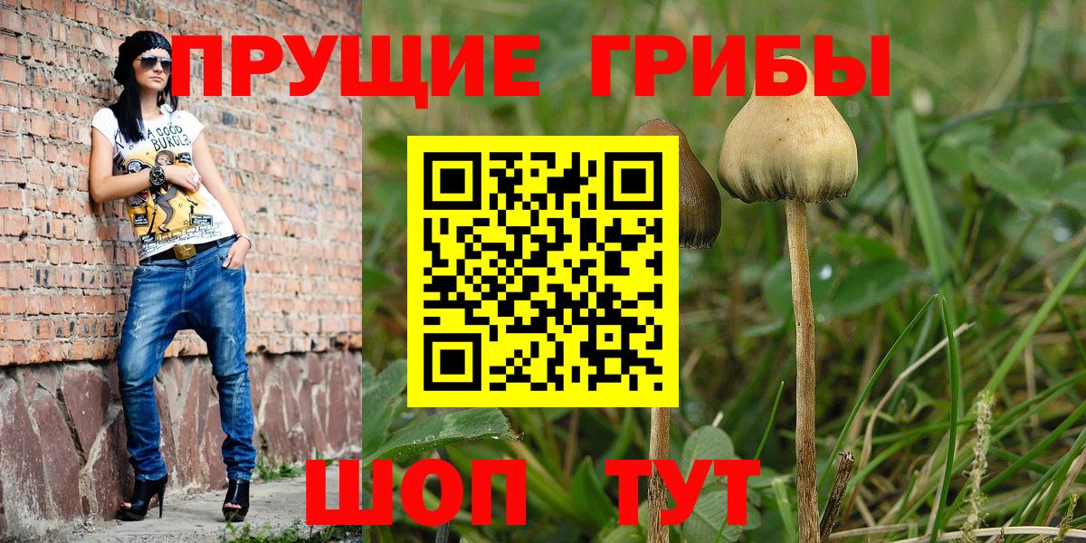 Сокол  Галлюциногенные грибы Psilocybe  Вход с VPN  Галлюциногенные грибы GOLDEN TEACHER 
